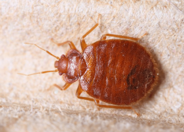 В данной статье мы рассмотрим проблему клопов в Невском районе и предложим эффективные решения для их уничтожения. Вы узнаете о методах борьбы с эт...