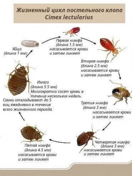 СЭС Дезинфекция дезинсекция дератизация