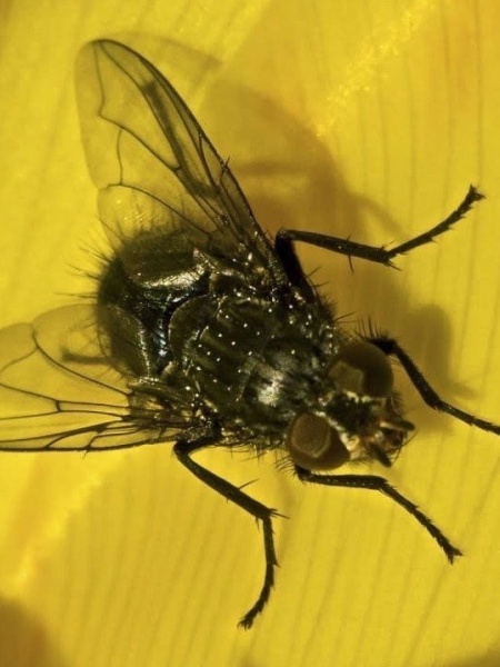 БОРЬБА С МУХАМИ