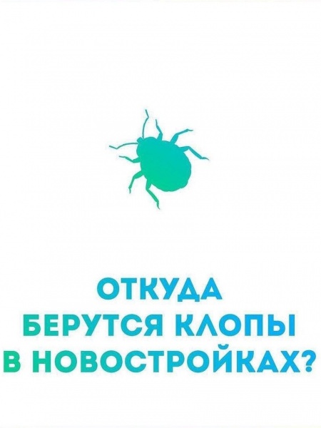 Откуда берутся клопы