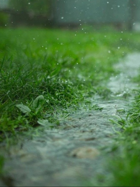 Какая погода должна быть при дезинсекции?