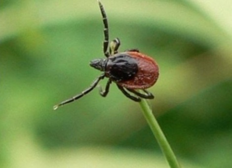 Акарицидная обработка