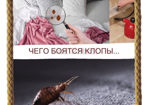 обработка от клопов в квартире