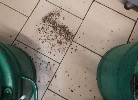 УНИЧТОЖЕНИЕ ТАРАКАНОВ