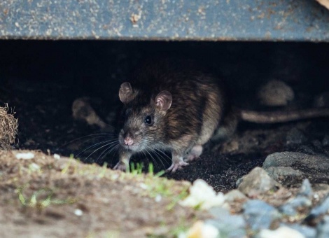 Дератизация помещений в МСК