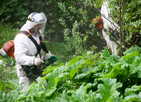 Уничтожение борщевика​​​​​​​