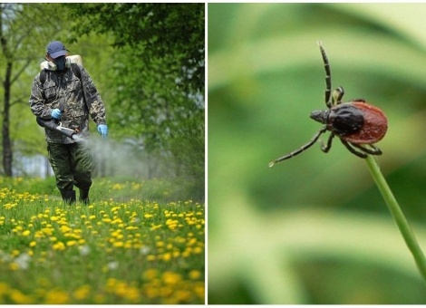 уничтожение насекомых