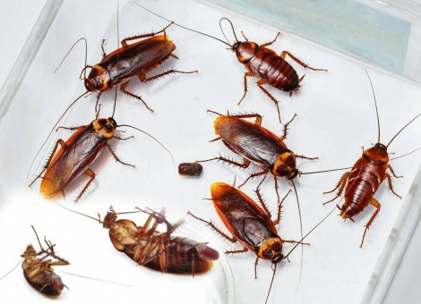 Откуда появляются ТАРАКАНЫ ?