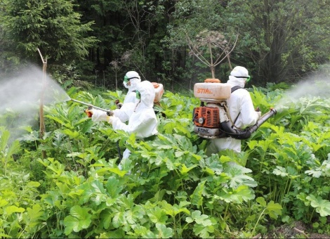 Уничтожение борщевика​​​​​​​