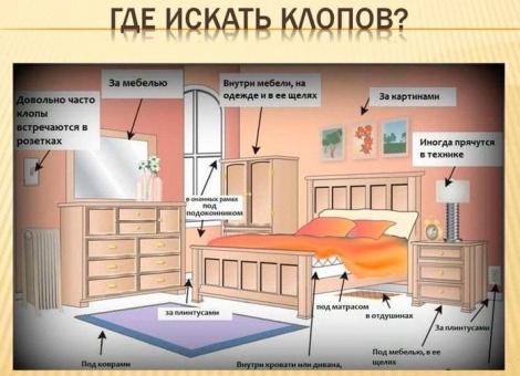Где искать клопов ?