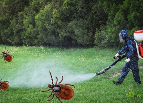 заказать обработку от клещей спб