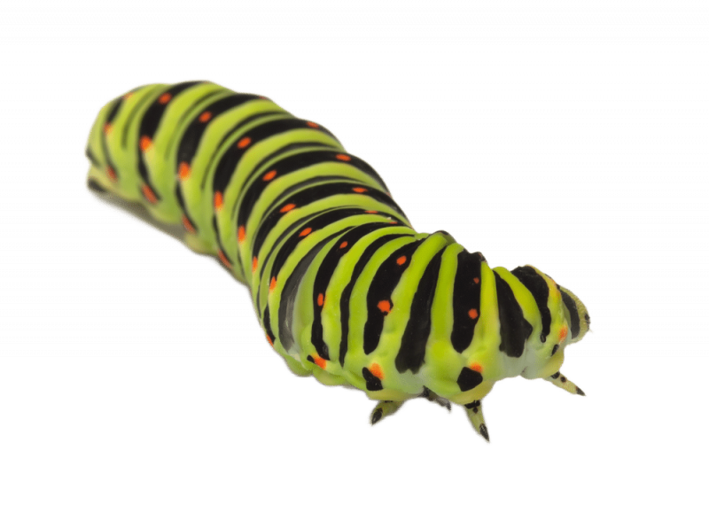 Уничтожение гусениц в Санкт-Петербурге