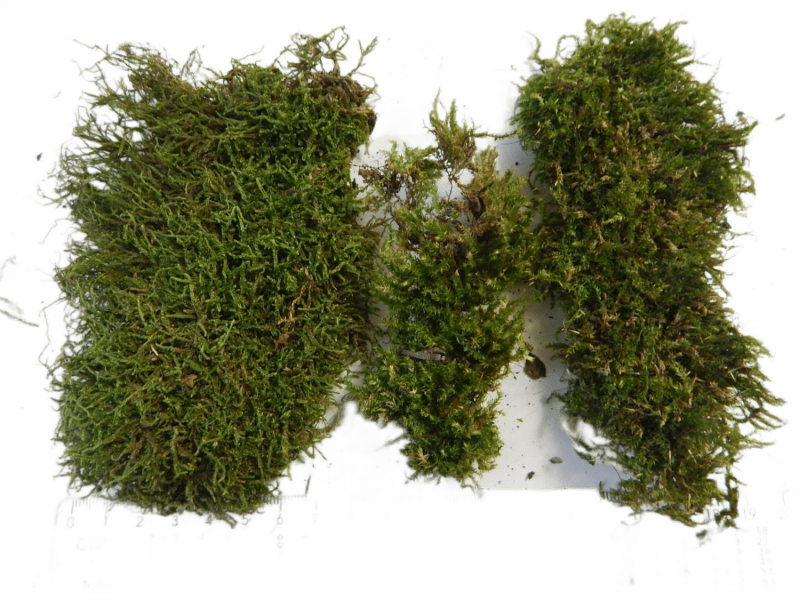 Уничтожение мха в Москве