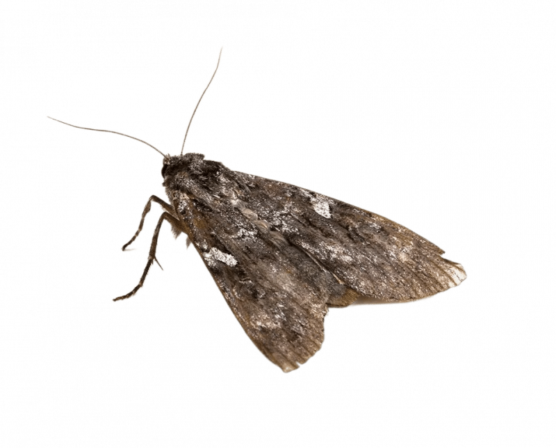 Уничтожение моли в Москве