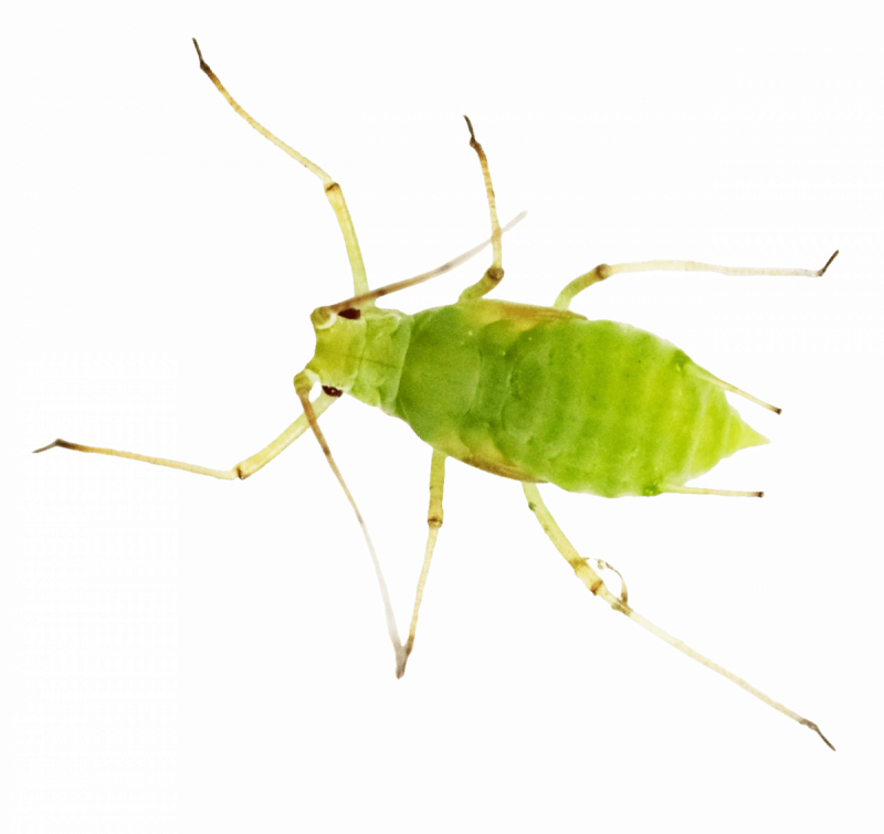 Уничтожение тли в Москве