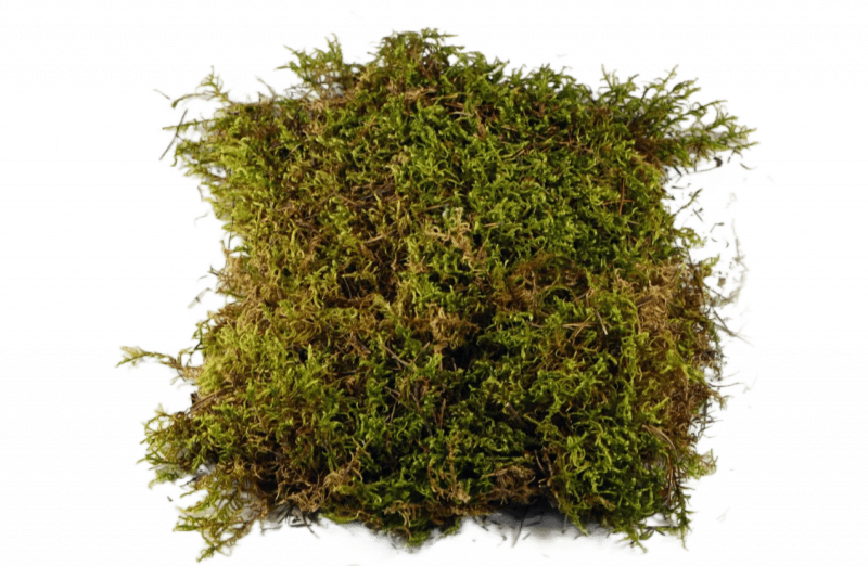 Уничтожение мха в Санкт-Петербурге