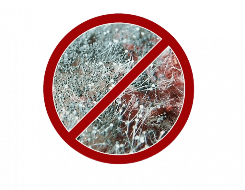 Уничтожение плесени в Москве