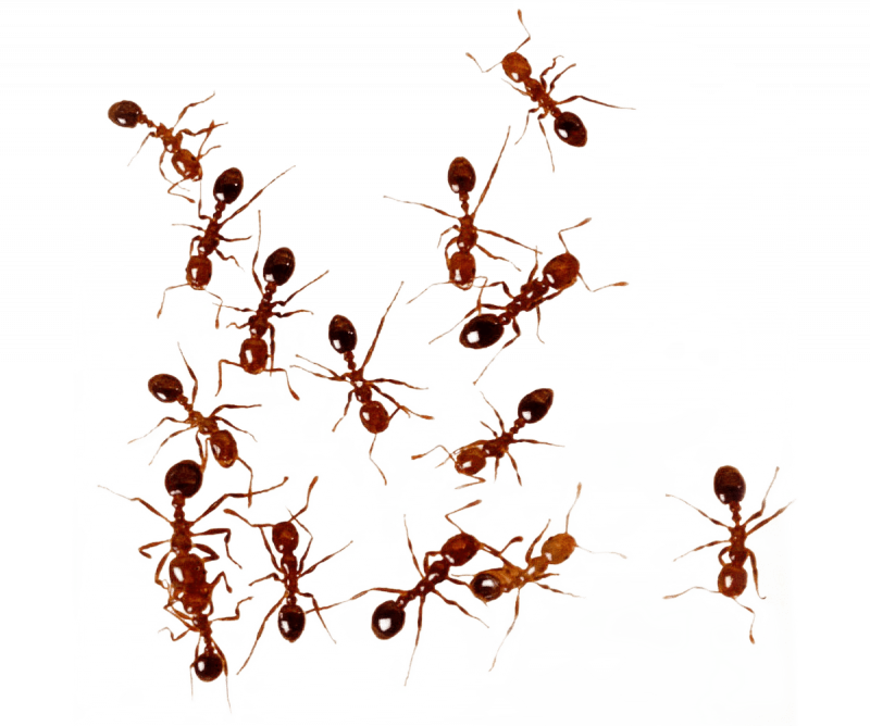 Уничтожение муравьев в Москве