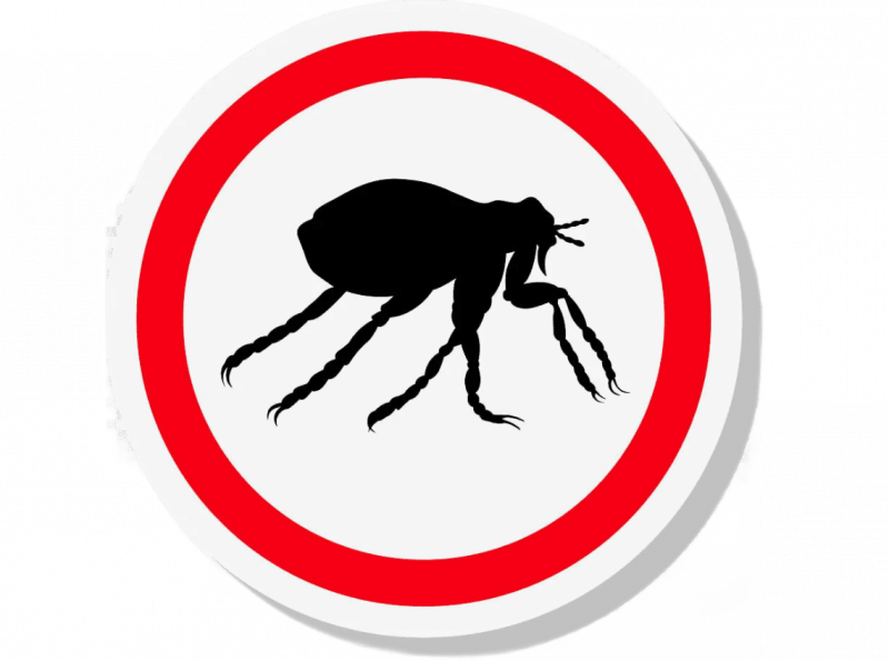 Уничтожение блох в Москве