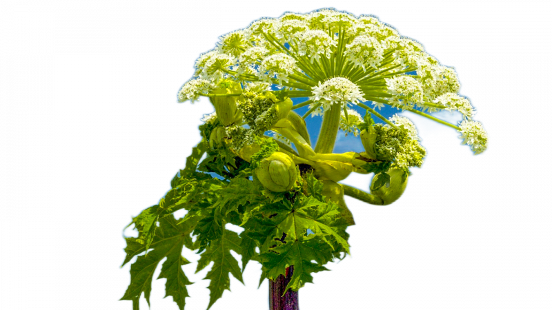 Уничтожение борщевика в Москве