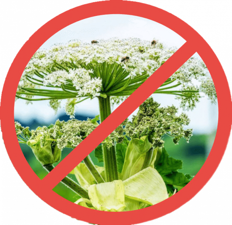 Гербицидная обработка в Санкт-Петербурге