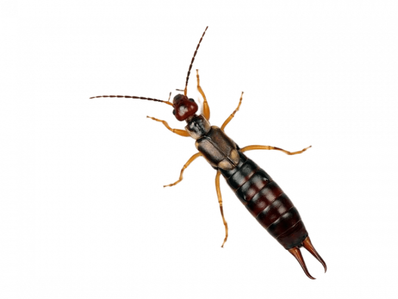 Уничтожение уховерток в Москве