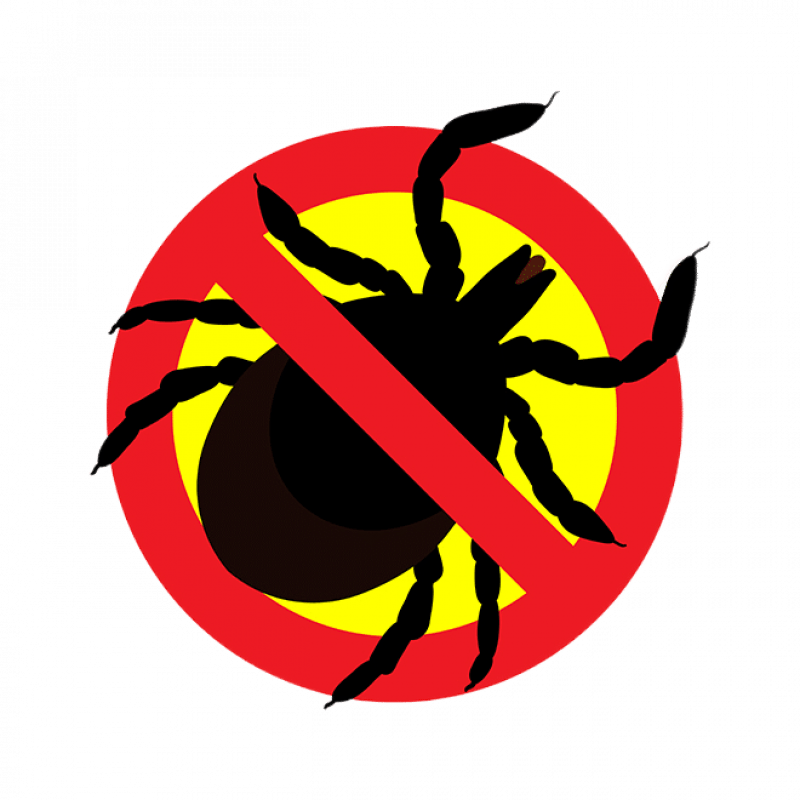 Уничтожение клещей в Москве