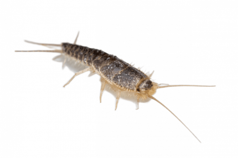 Уничтожение чешуйниц в Санкт-Петербурге