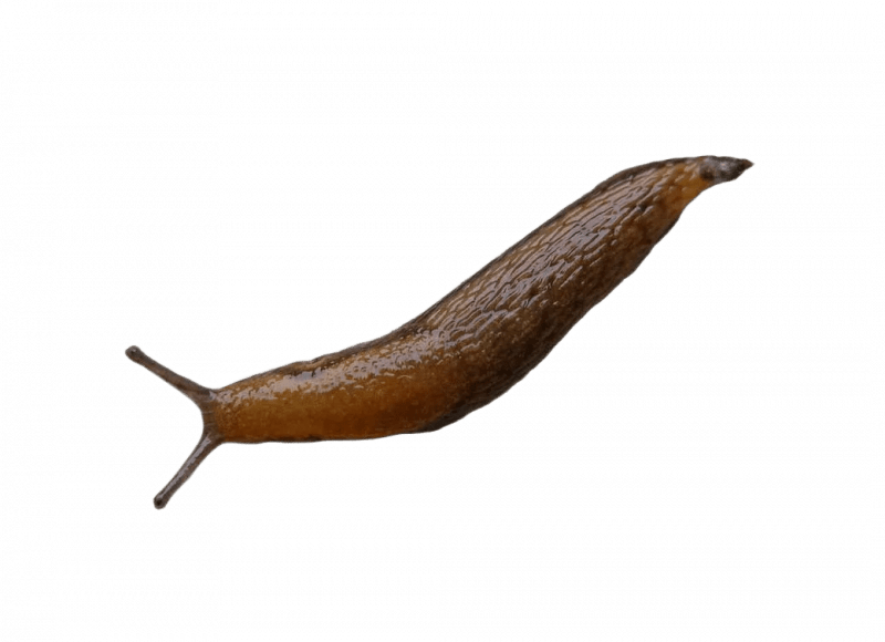 Уничтожение слизняков в Санкт-Петербурге