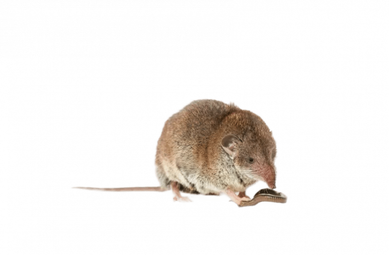 Уничтожение землероек в Санкт-Петербурге