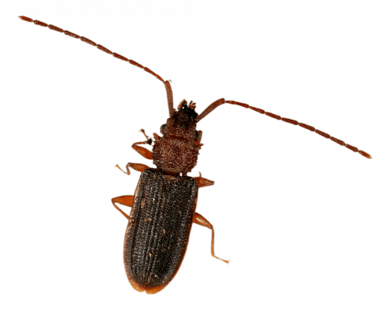 Уничтожение короеда в Санкт-Петербурге