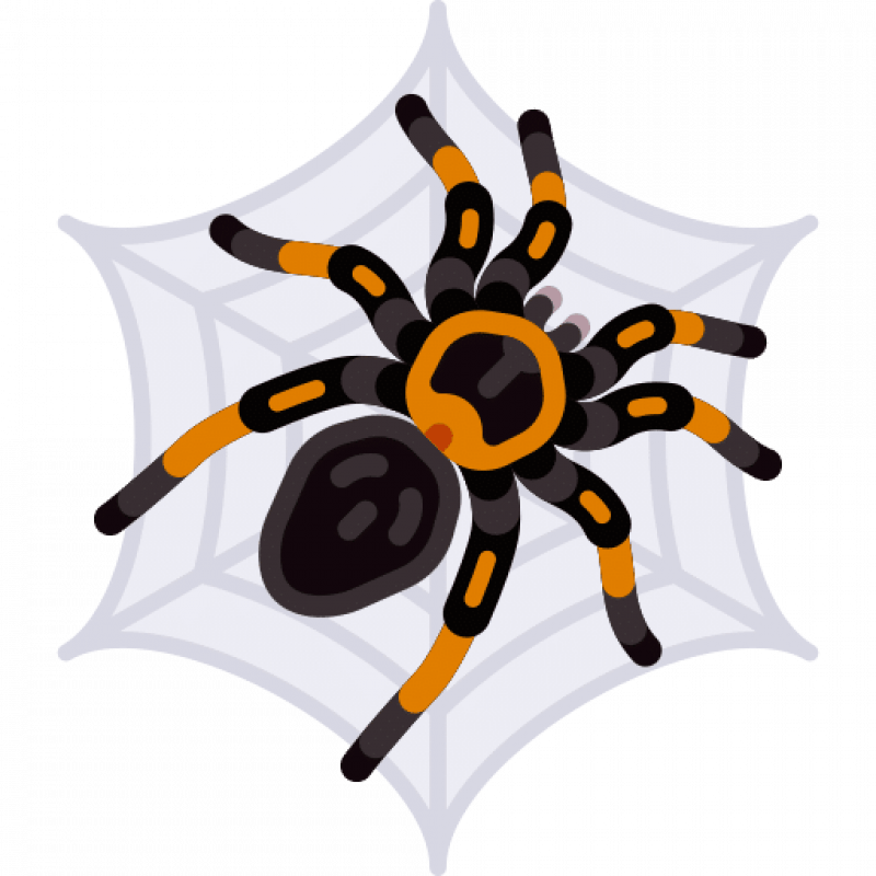 Уничтожение пауков в Санкт-Петербурге