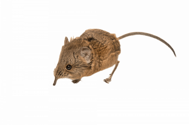 Уничтожение землероек в Москве