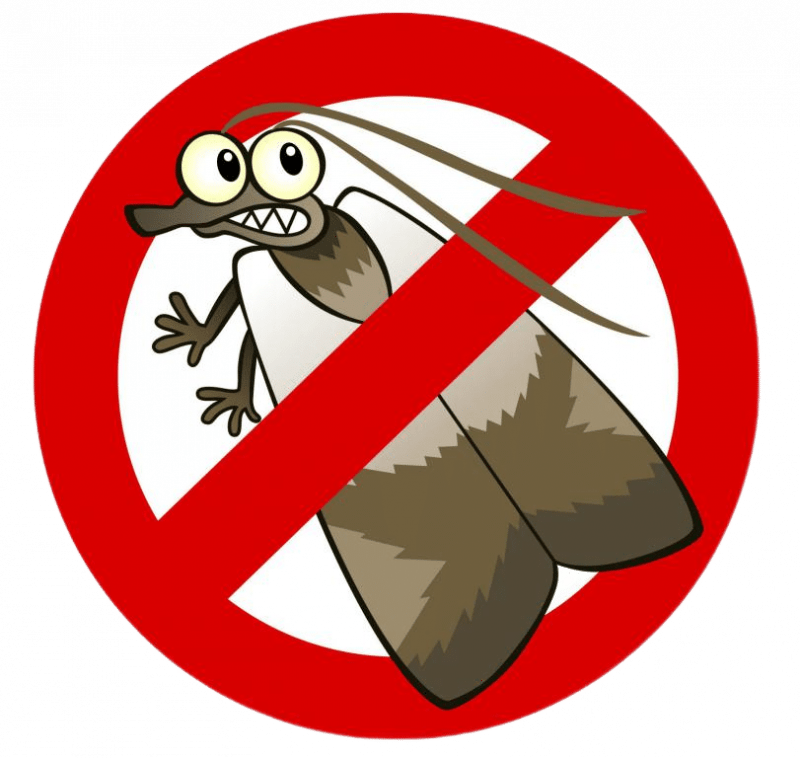 Уничтожение моли в Санкт-Петербурге