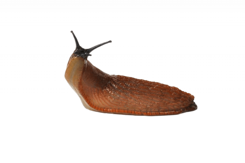 Уничтожение слизняков в Москве