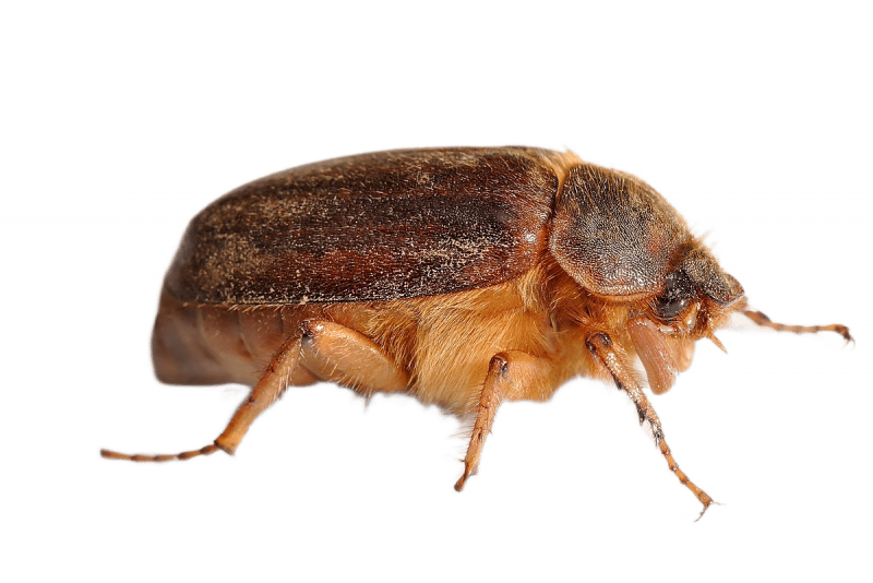 Уничтожение короеда в Москве