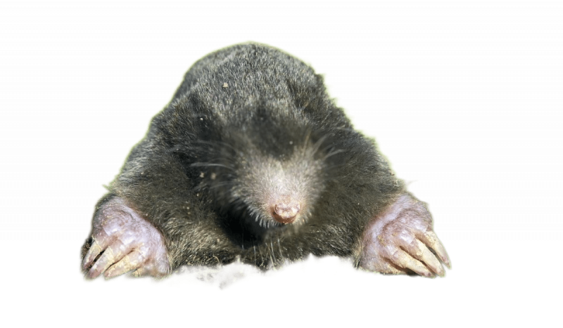 Уничтожение кротов в Москве