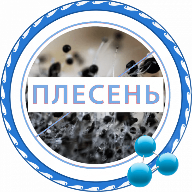 Уничтожение плесени в Санкт-Петербурге