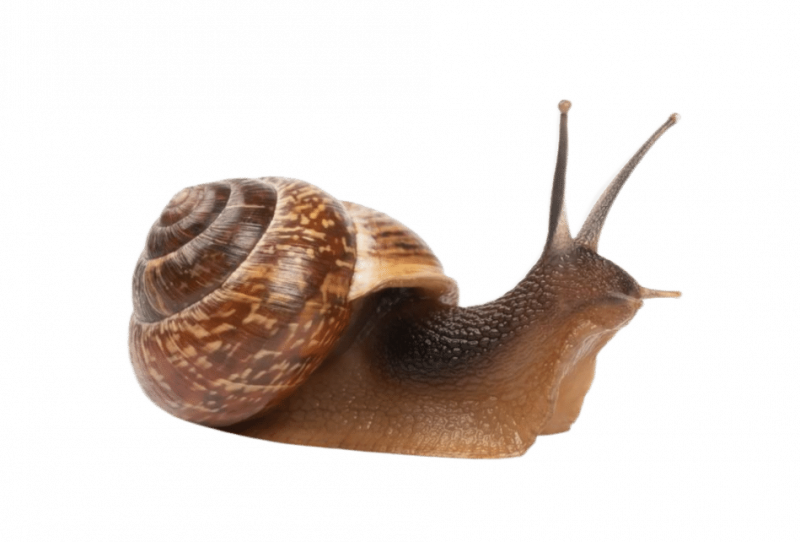 Уничтожение улиток в Москве